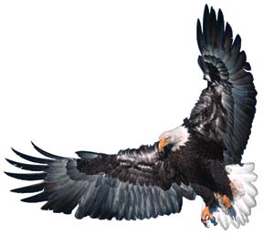 The bald eagle can have a wingspan of up to 7 feet.